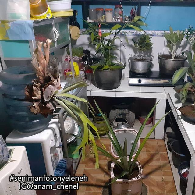 7 Potret Demam Tanaman Hias, Dijagain Hingga Pakai Pot dari Peralatan Dapur