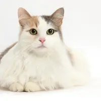 kucing ini adalah kucing satu-satunya kucing yang tidak takut dengan air | foto: istimewa