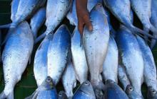 Jelang Imlek, harga Ikan Bandeng mengalami kenaikan