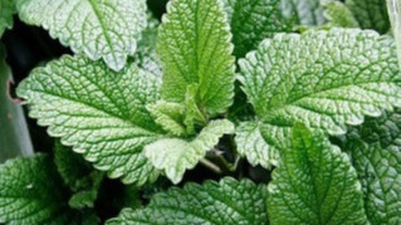 Ilustrasi daun mint (Wikimedia Commons)