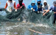 Tahukah Anda? Udang Indonesia Aman Dikonsumsi, KKP Jamin Bebas Zat Berbahaya dari Hulu ke Hilir