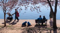 Momen ini menjadi ajang pertemuan orang terdekat untuk menikmati puncak musim bunga sakura yang bermekaran. (AP Photo/Jacquelyn Martin)