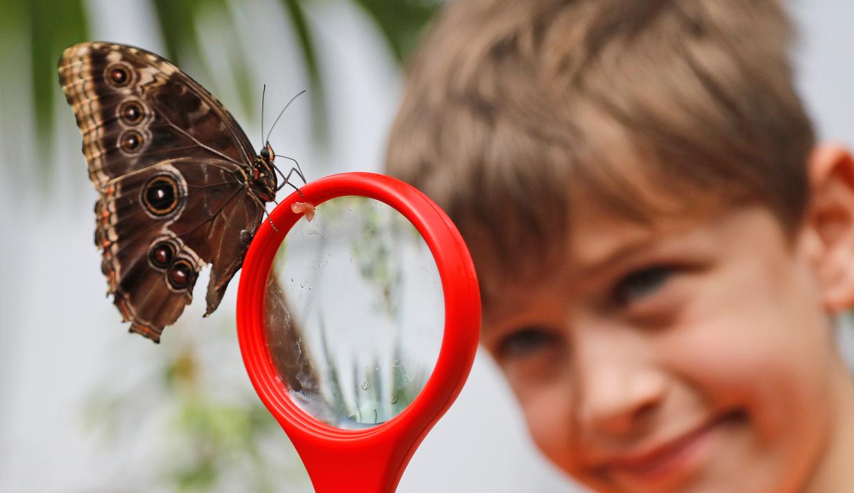 Seorang anak melihat kupu-kupu melalui kaca pembesar di Museum Sejarah Alam di London, Inggris (30/3). Ratusan kupu-kupu tropis dipamerkan dalam acara Sensasional Butterflies. (AP Photo / Frank Augstein)