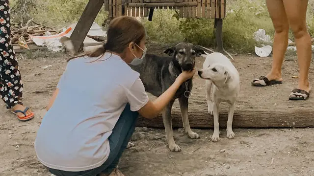 Viral Anjing Liar Temukan Bayi Dibuang di Tempat Sampah