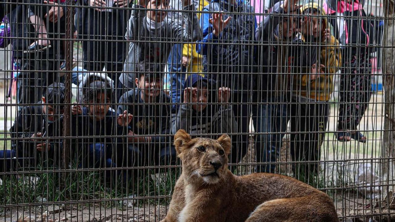 Serangan brutal Israel yang terus berlanjut membuat puluhan warga Palestina mengungsi di sebuah kebun binatang di Rafah, Jalur Gaza. Mereka bertahan di tenda-tenda yang dibangun di antara&nbsp;kandang yang menampung monyet, burung beo, dan singa yang kela