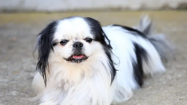 Japanese Chin