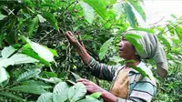 Kepala Dinas Pertanian Nusa Tenggara Timur (NTT)  Yohanes Tay Ruba berjanji, akan terus mendorong petani kopi di Manggarai,  dalam rangka meningkatkan produktivitas kopi Arabika maupun Robusta.