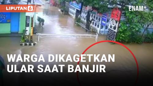 VIDEO: Ular Besar Kejutkan Warga Terdampak Banjir Bekasi