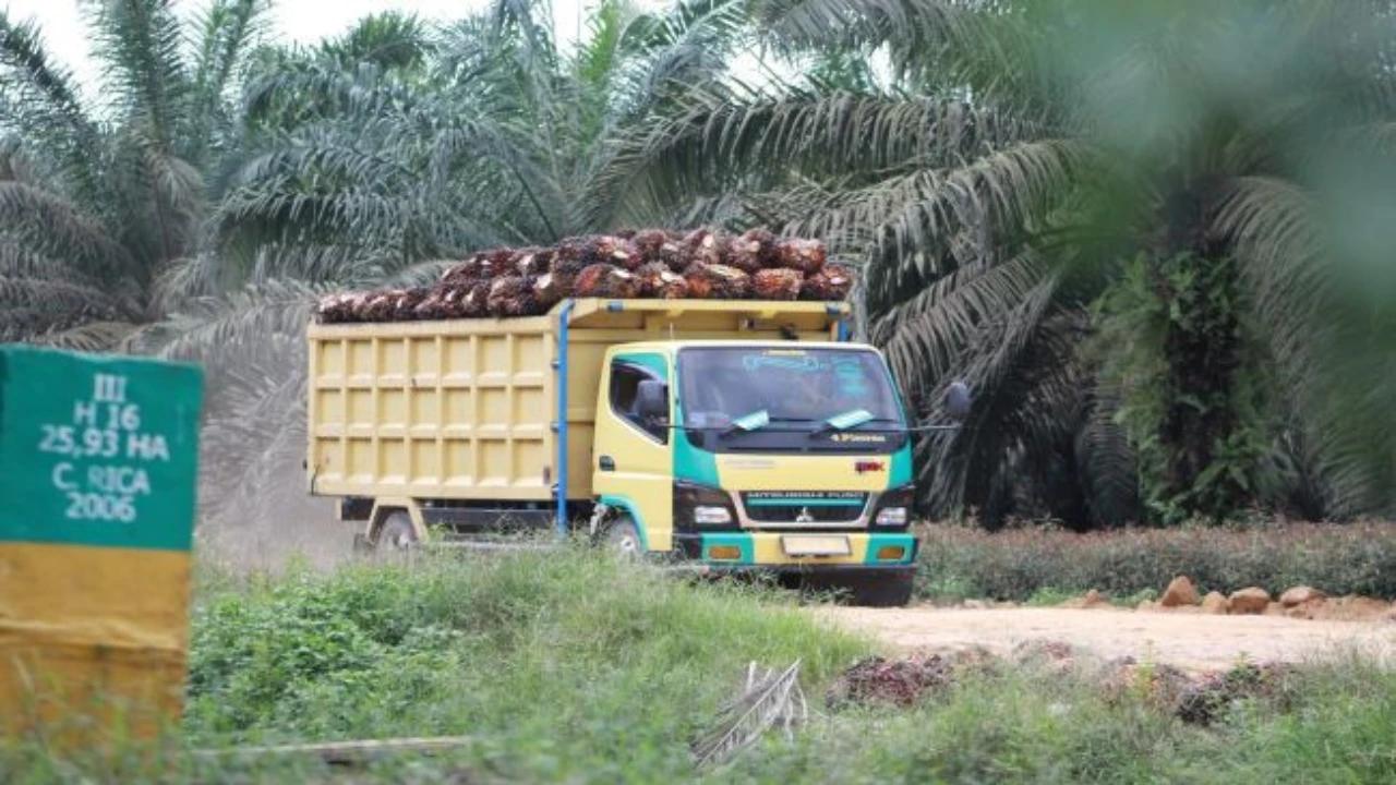 Gubernur Kaltim Wajibkan Truk Sawit Gunakan Plat KT, Ternyata Ini Tujuannya