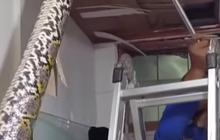 Ngeri Penampakan Ular Piton Raksasa Bersarang Sampai Atap Rumah Warga Depok Dijebol saat Dievakuasi Damkar