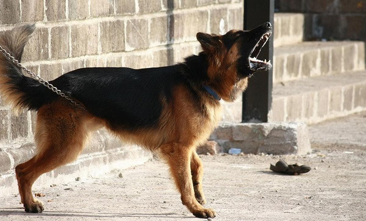 Ilustrasi anjing German Shepherds. (Dok. Pixabay/PDPics)