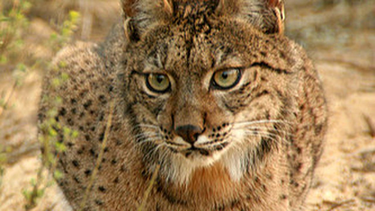 Caracal