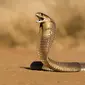 Ilustrasi ular kobra. (iStockphoto)