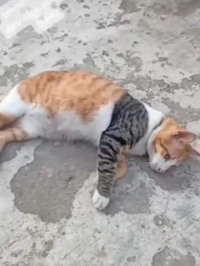 6 Potret Kucing dengan Motif di Lengan Unik Ini Curi Perhatian