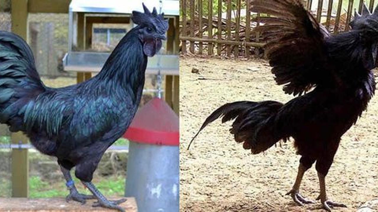 Ini 3 jenis ayam cemani yang disebut miliki kekuatan magis