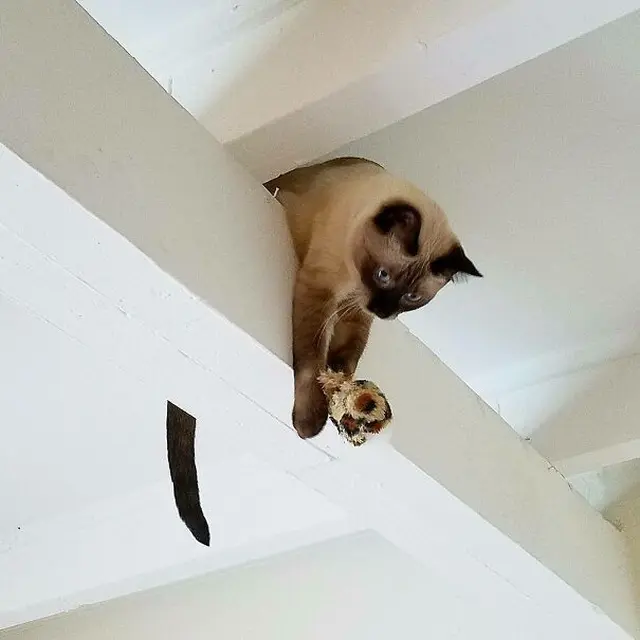 7 Potret Kucing Terjebak di Langit-Langit Rumah Ini Ekspresinya Bikin Kasihan