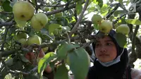 Pengunjung memetik buah apel di salah satu perkebunan kawasan Batu, Malang, Jawa Timur, Rabu (25/9/2019). Apel Malang dihargai Rp 25 ribu hingga Rp 30 ribu per kilogramnya. (Liputan6.com/JohanTallo)
