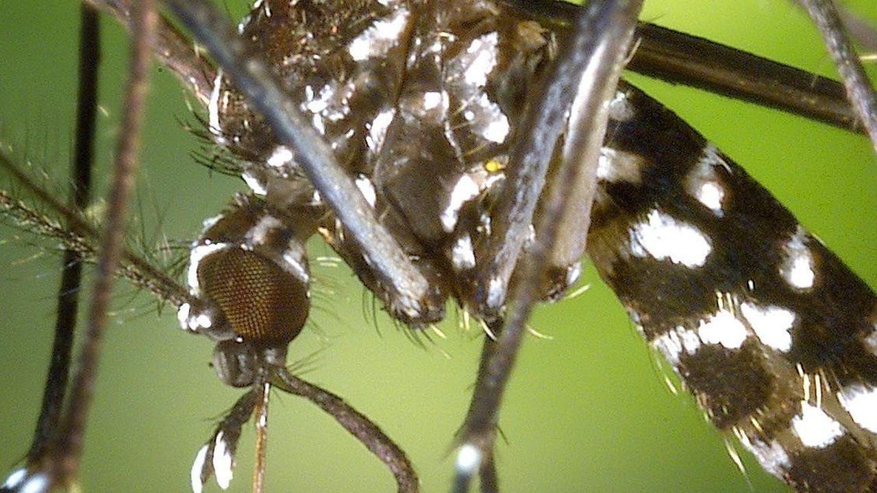 Waspada DBD di Indonesia Melonjak Sampai Bulan April, Kenali Gejalanya