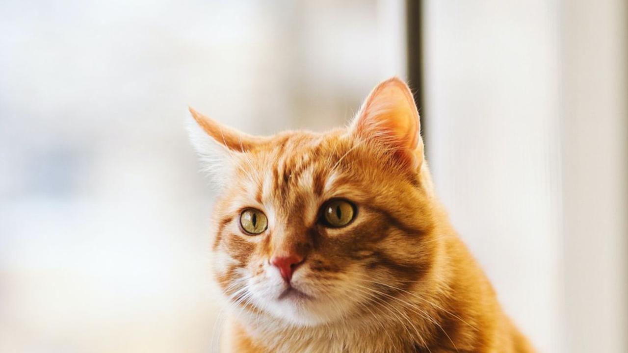 Harga Vaksin Kucing Lengkap, Pahami Usia yang Tepat untuk Memvaksin