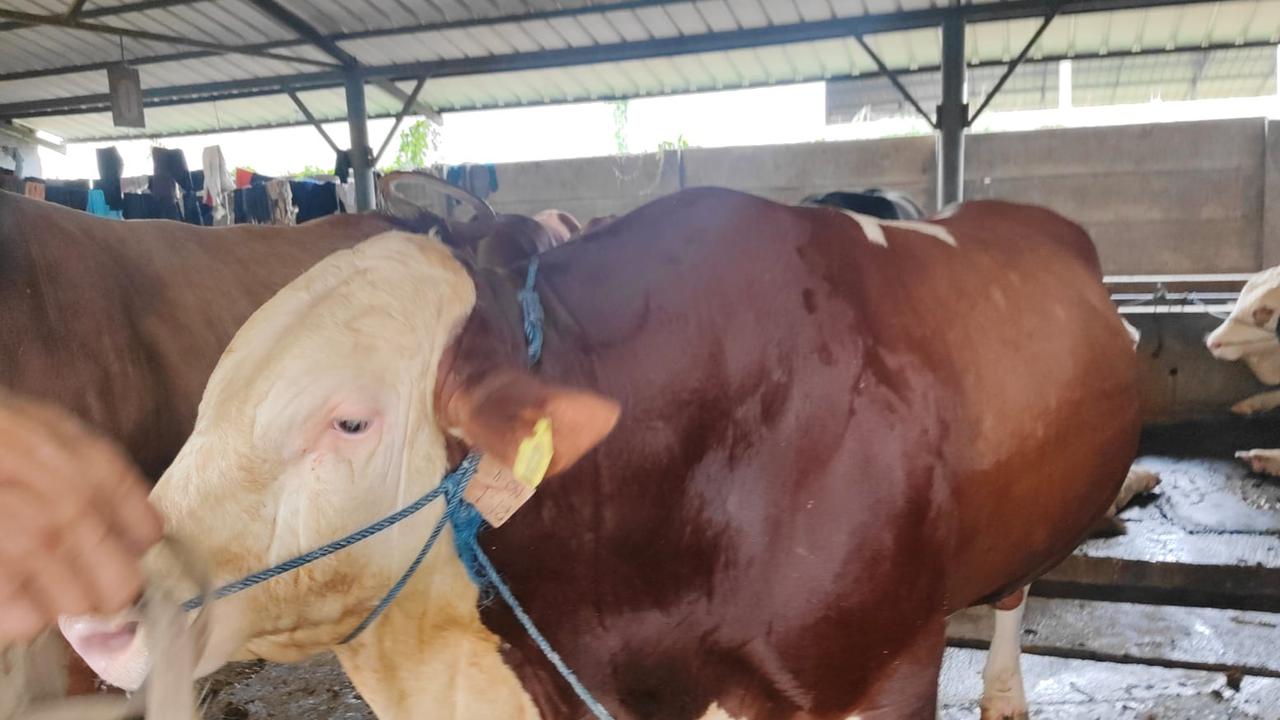 sapi presiden prabowo di bekasi