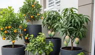 7 Cara Membuat Tanaman Buah Dalam Pot Tidak Cepat Kekurangan Air, Tabulampot Makin Subur