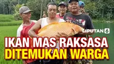 THUMBNAIL ikan raksasa