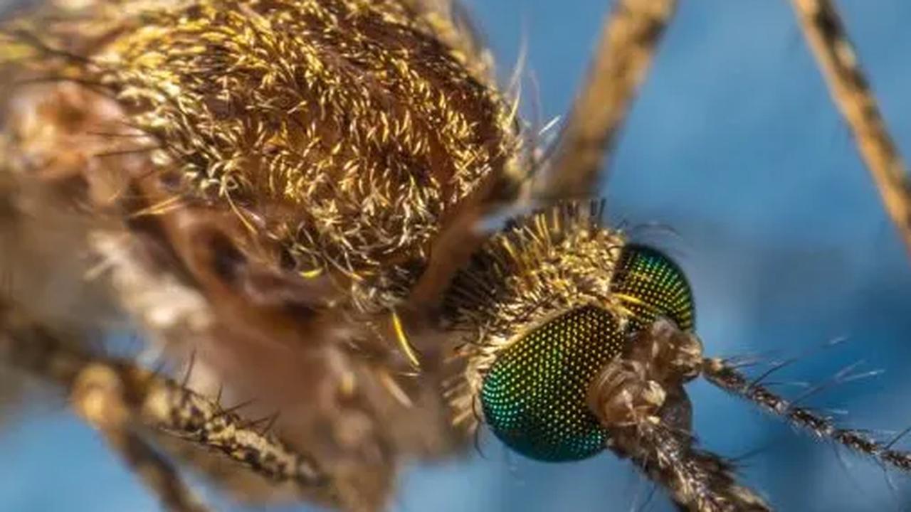 Benarkah Nyamuk Wolbachia Bisa Sebarkan Radang Otak? Ini Faktanya!