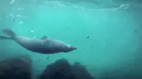 Seorang penyelam melihat seekor anjing laut berenang sendirian dan mencoba menemani.