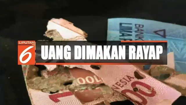 Uang jutaan rupiah pun lenyap setelah menjadi konsumsi binatang rayap.