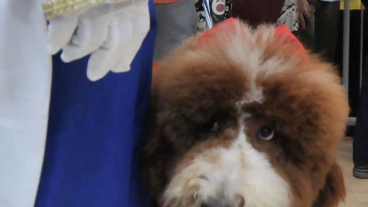 Anjing-anjing yang meramaikan pesta ulang tahun Jesslyn dan Rocky ini hadir dengan berbagai kostum lucu ala karakter Disney.&nbsp;Merdeka.com/Imam Buhori