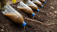 4 Teknik Infus Nutrisi untuk Pohon Buah yang Sulit Berbuah, Panen Lebat Sepanjang Musim
