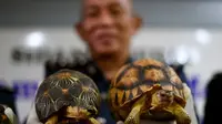 Petugas Bea dan Cukai Malaysia menunjukkan kura-kura ploughshare yang terancam punah dpada sebuah konferensi pers di Sepang Malaysia (AFP)