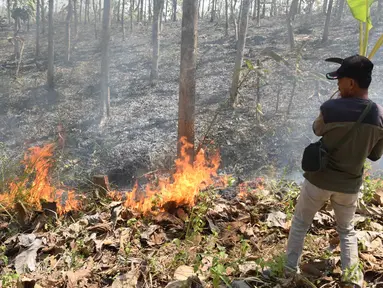 Petugas Dinas Kehutanan berusaha memadamkam api yang membakar hutan jati di Kecamatan Juwangi Boyolali, Jawa Tengah, Senin (6/8). Kebakaran mengakibatkan batang pohon jati kehitaman dan dedaunan menjadi layu. (Liputan6.com/Gholib)