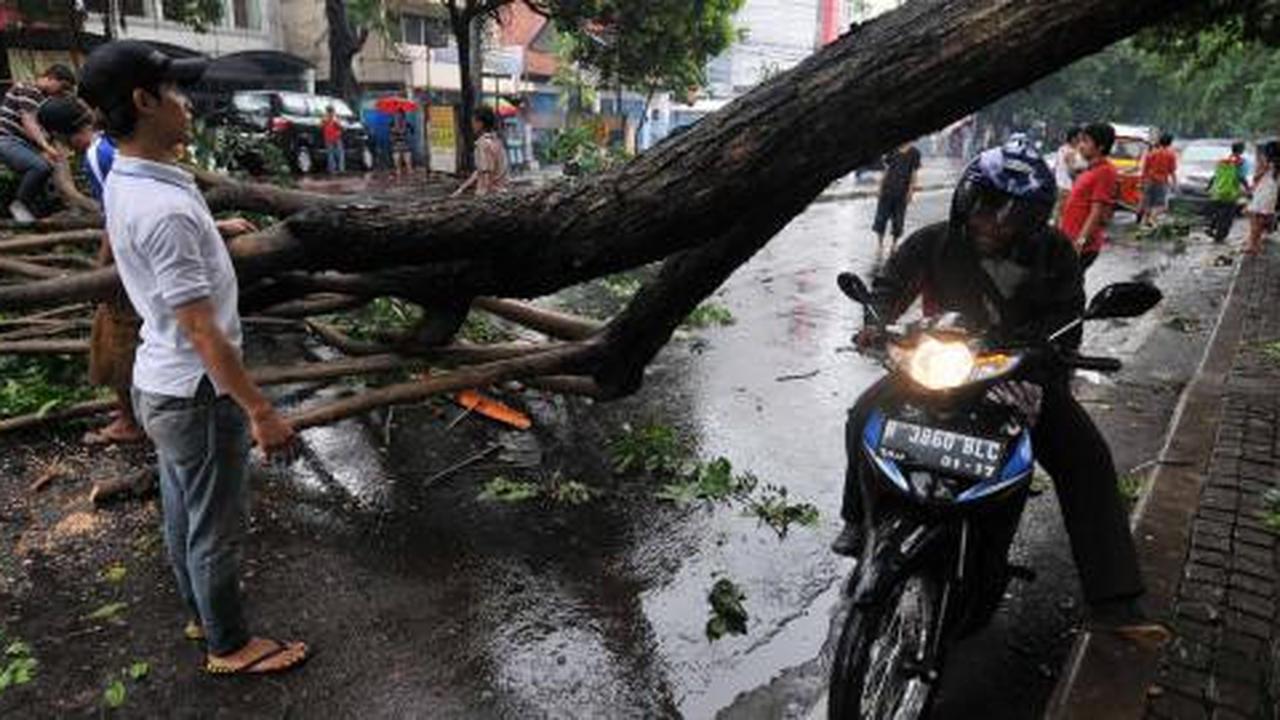 81 Pohon tumbang akibat angin kencang di Jakarta