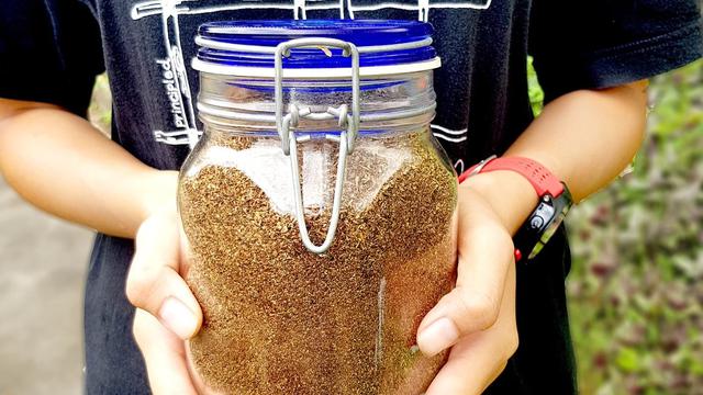 Manfaat Beternak Pasukan Lalat, Bantu Mengolah Limbah Makanan hingga Hasilkan Melanin