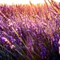 Ilustrasi lavender (Dok.Unsplash/ Léonard Cotte)