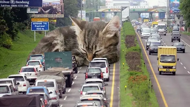Cats in the town