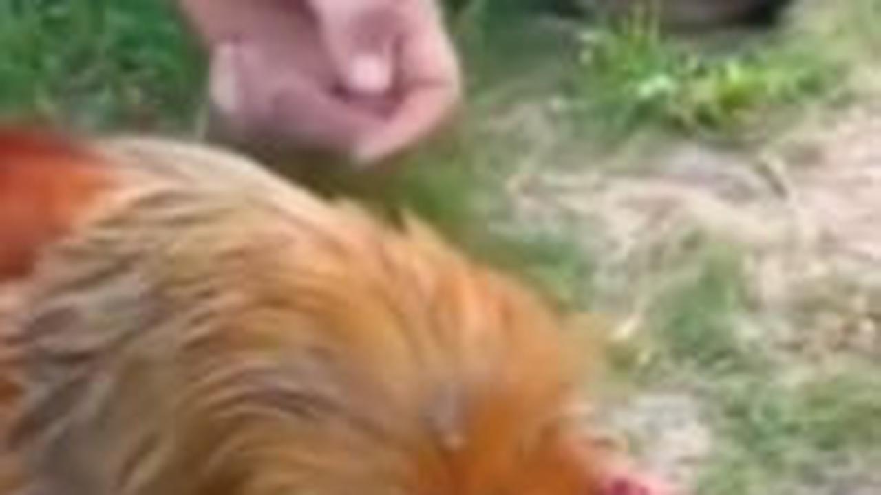 Ramai Video Hipnotis Seekor Ayam, Ilmuwan Jelaskan Bukan Kekuatan Gaib