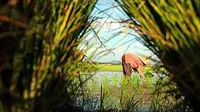 Seorang petani menanam bibit padi di sawah di Persawahan Takalar, Sulsel.(Antara)