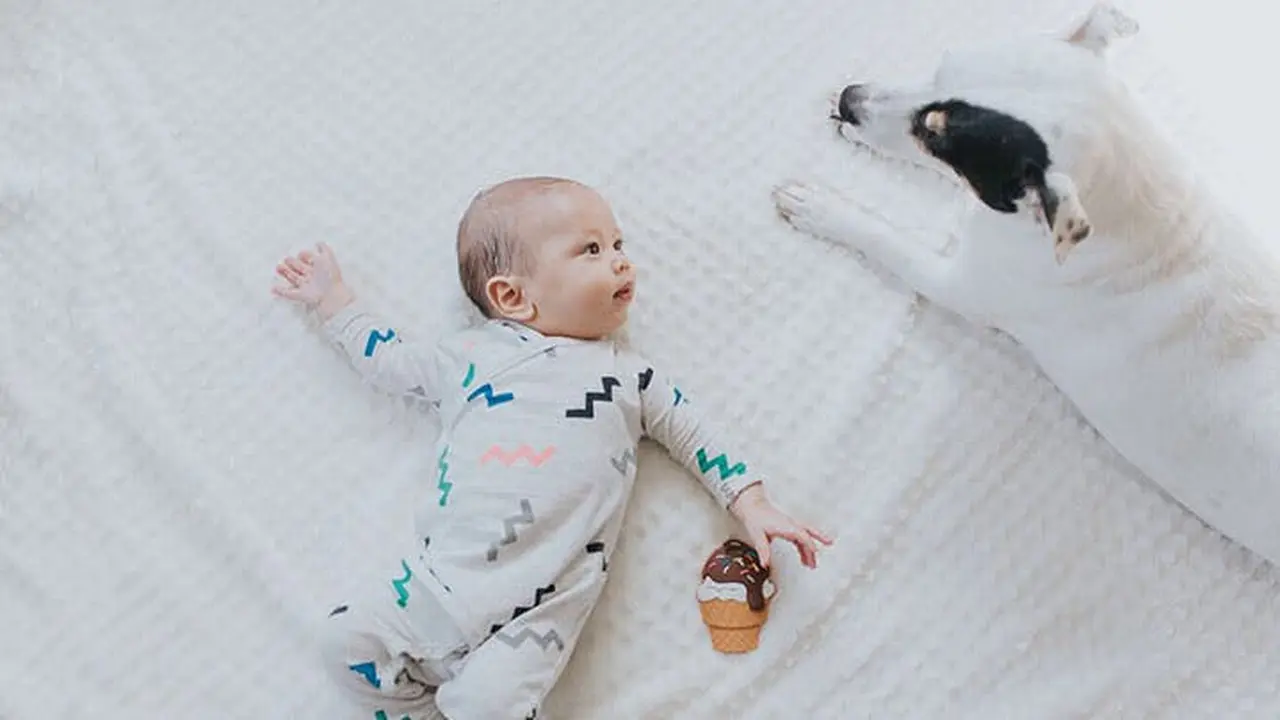 [Bintang] Bayi dan Anjing