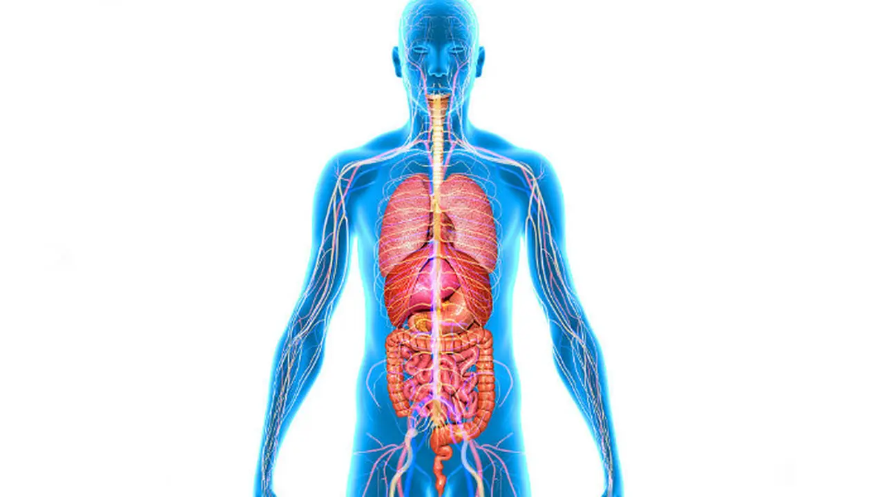 Organ adalah Bagian Tubuh yang Memiliki Fungsi Khusus Kenali Jenis