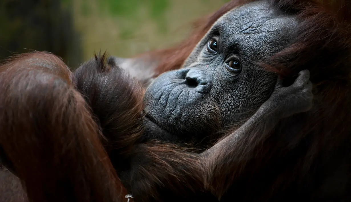 Salah satu induk orangutan Kalimantan, Theodora, menggendong bayinya yang baru lahir di kebun binatang Jardin des Plantes, Paris, Rabu (24/10). Theodora 8 hari lalu baru melahirkan seekor bayi betina yang diberi nama Java. (Eric FEFERBERG/AFP)