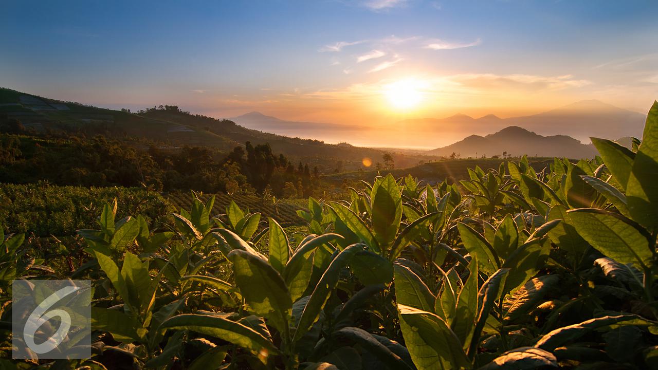 20160308-Ilustrasi-Tembakau-iStockphoto1