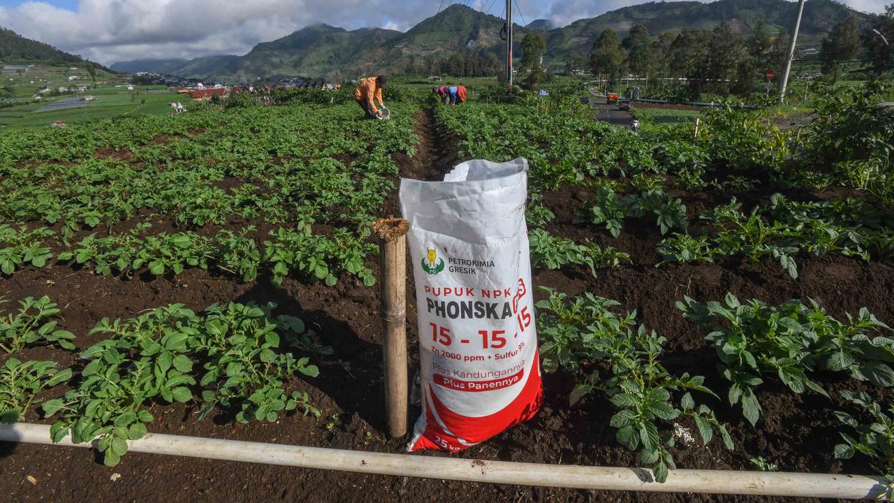FOTO: Petani Kentang Dieng Terpinggirkan di Tengah Turunnya Harga Pupuk Subsidi