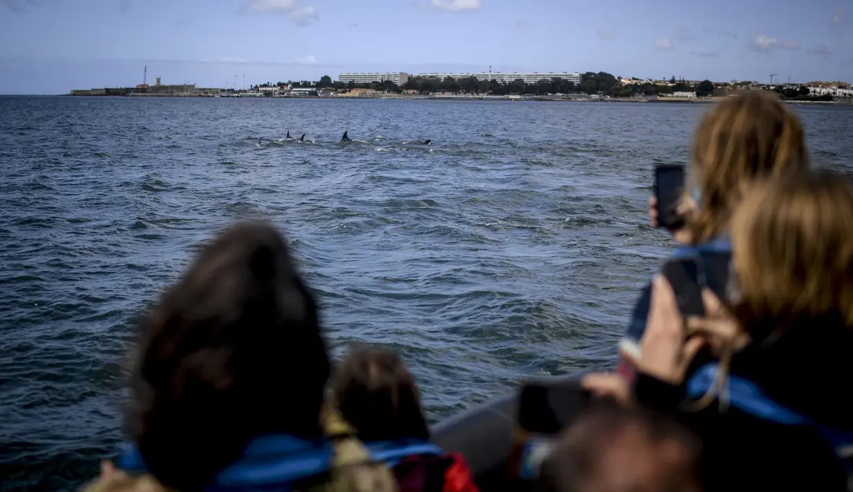 Turis mengambil gambar lumba-lumba berenang di Tagus melewati perahu pengamat spesies laut di lepas pantai Lisbon, Portugal pada 7 Agustus 2021. Lalu lintas laut yang berkurang akibat pandemi corona membuat ekosistem di Sungai Tagus kembali ramah untuk lumba-lumba. (PATRICIA DE MELO MOREIRA / AFP)