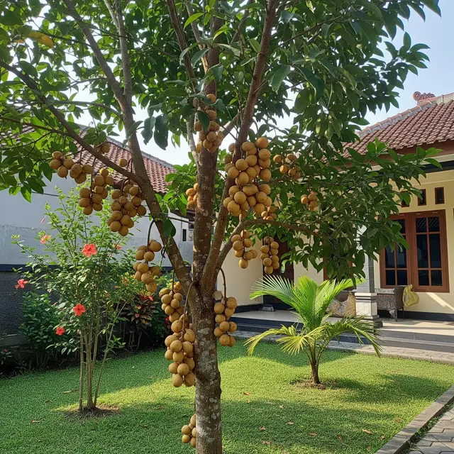Ilustrasi Buah Duku