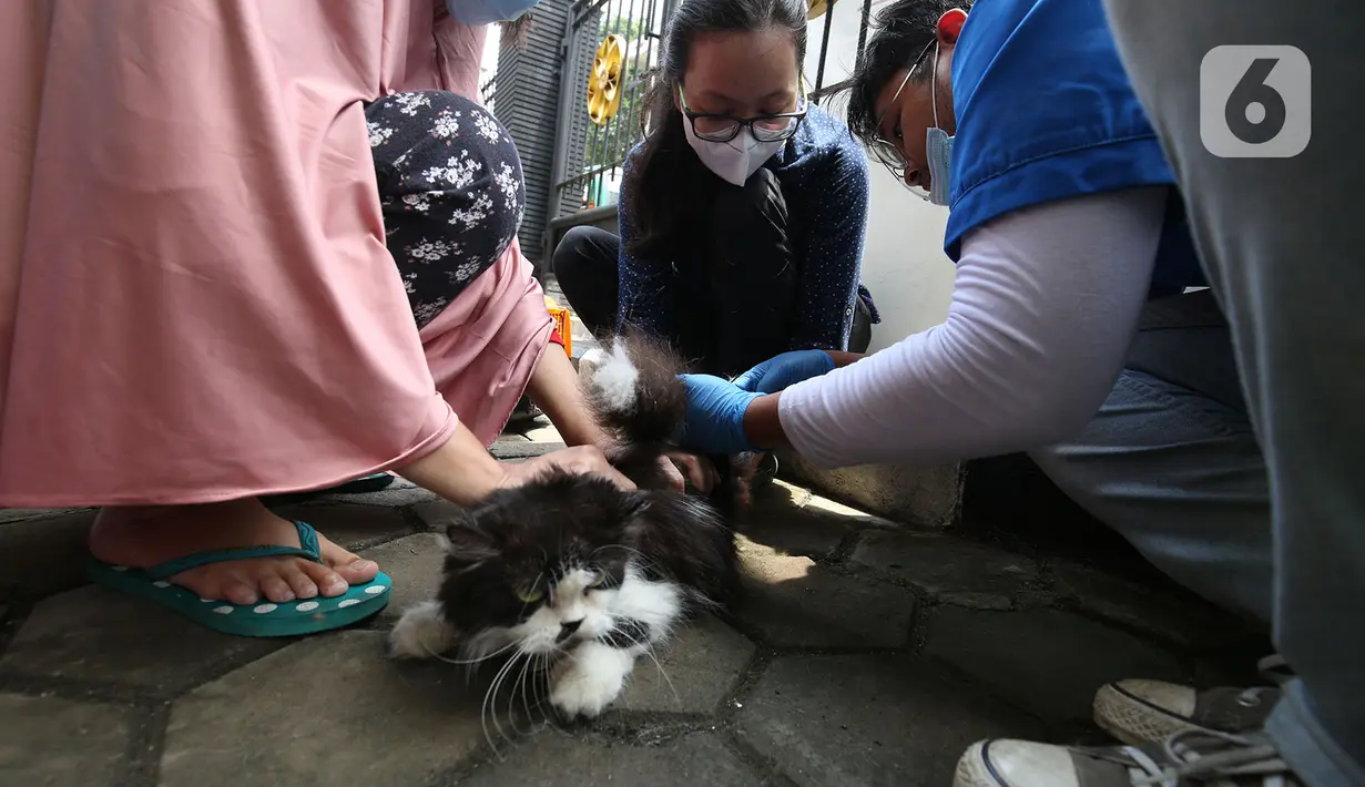 Petugas memeriksa seekor kucing saat melakukan vaksinasi antirabies terhadap hewan peliharaan di Kelurahan Rawa Jati, Jakarta, Sabtu (7/11/2020). Pemberian vaksin gratis tersebut untuk menghindari dan mengantisipasi penyebaran penyakit rabies kepada hewan peliharaan. (merdeka.com/Imam Buhori)
