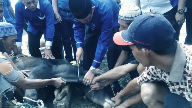 17 Tahun Berlalu, Virus Jembrana Kembali Mewabah di Sumsel