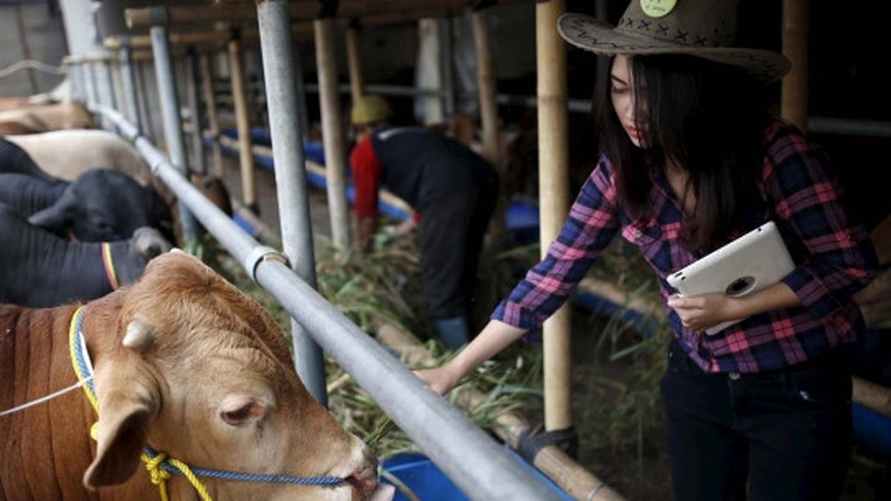 Cantiknya SPG berpakaian koboi jajakan hewan kurban