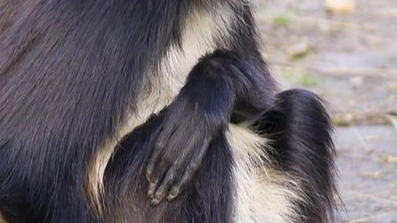 3. Monyet Laba-laba<br>
